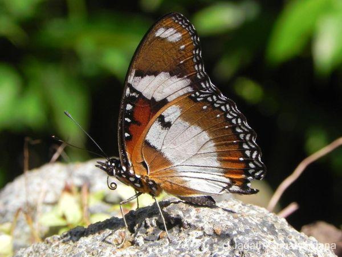 Hypolimnas misippus Linnaeus, 1758